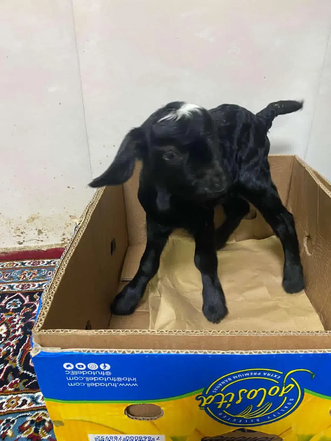 بزغاله نر خیلی باهوش|حیوانات مزرعه|بابل, |دیوار