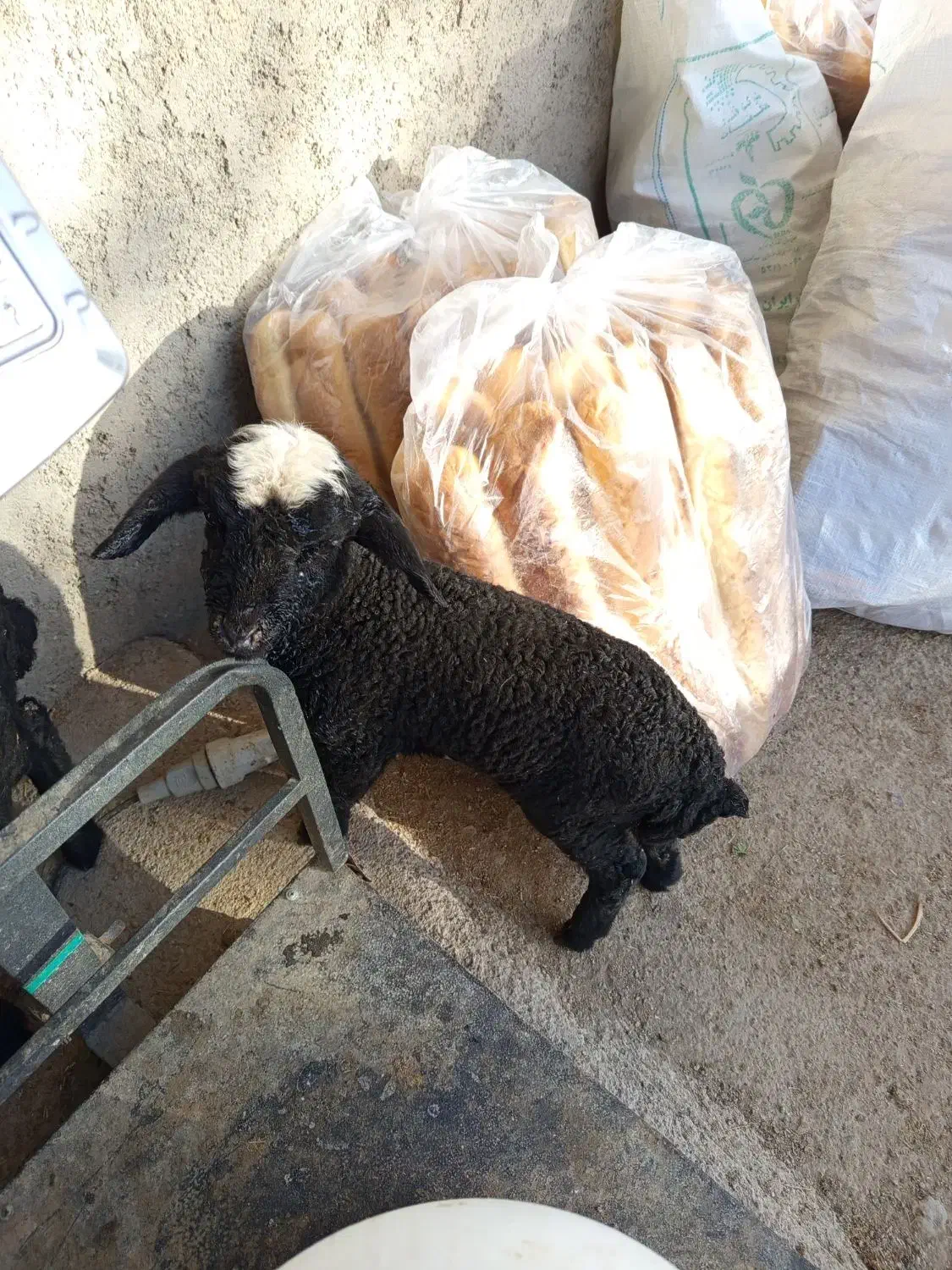 بره|حیوانات مزرعه|جوادآباد, |دیوار