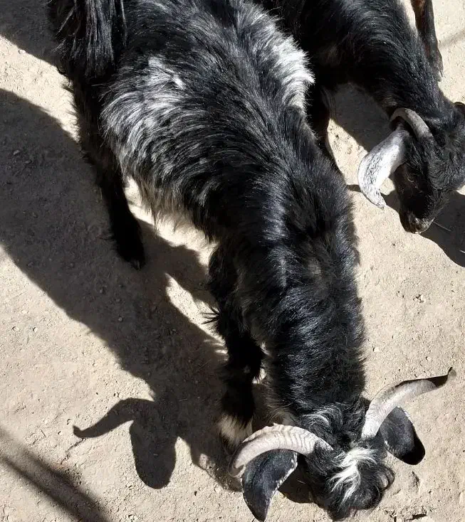 گوسفند فروشی|حیوانات مزرعه|ایرندگان, |دیوار