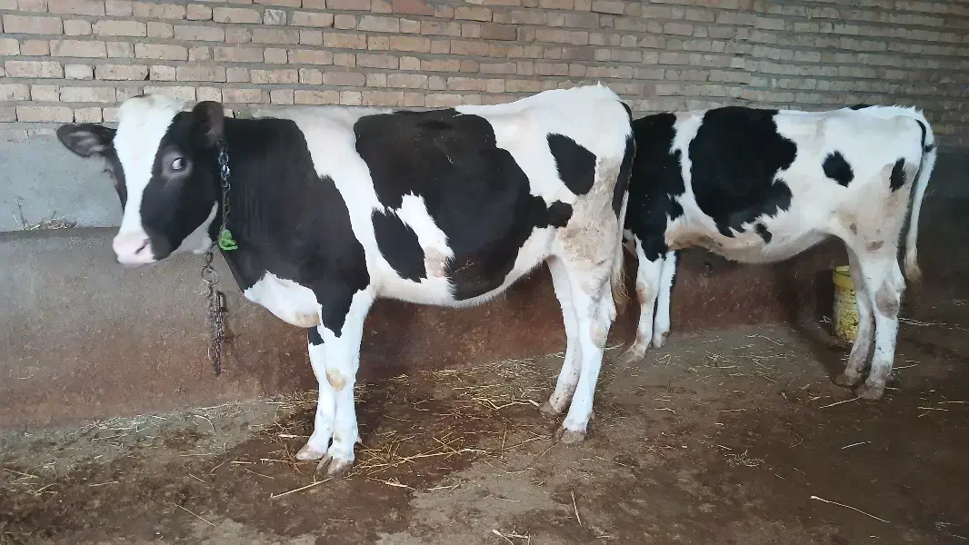 تریسه آبستن|حیوانات مزرعه|بجنورد, |دیوار