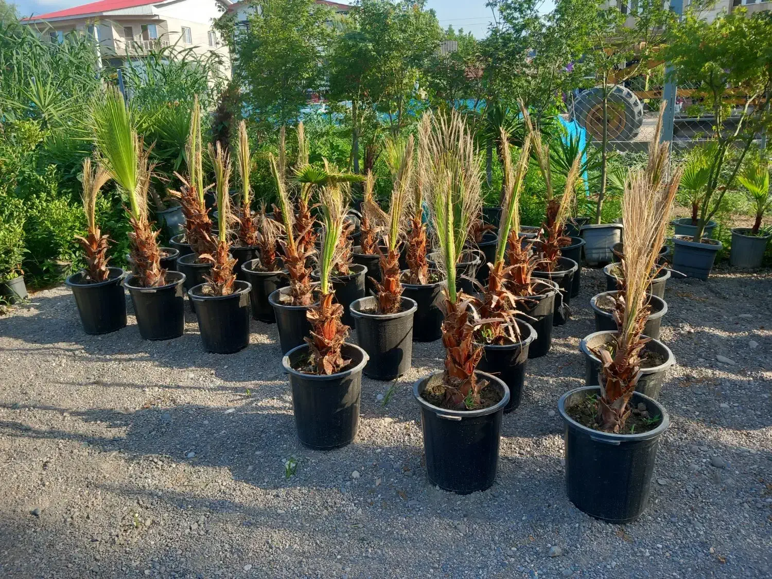 باغچه ای فضای سبز گل بیرون|گل و گیاه طبیعی|سیاهکل, |دیوار