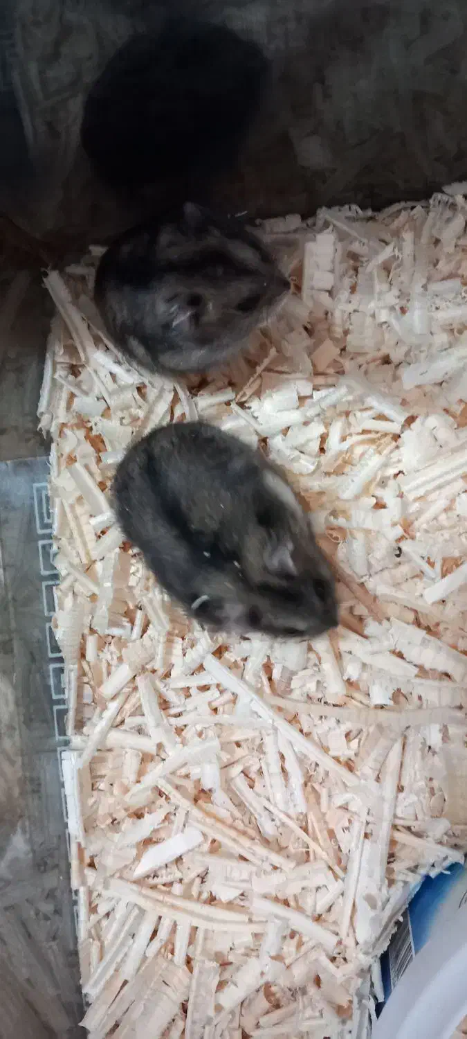 همستر|موش و خرگوش|ارومیه, |دیوار