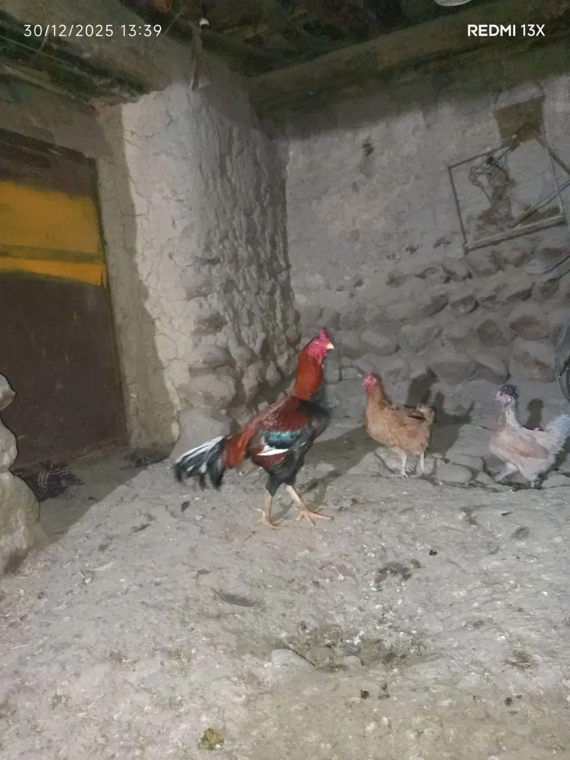 خروس لاری|حیوانات مزرعه|نظر کهریزی, |دیوار