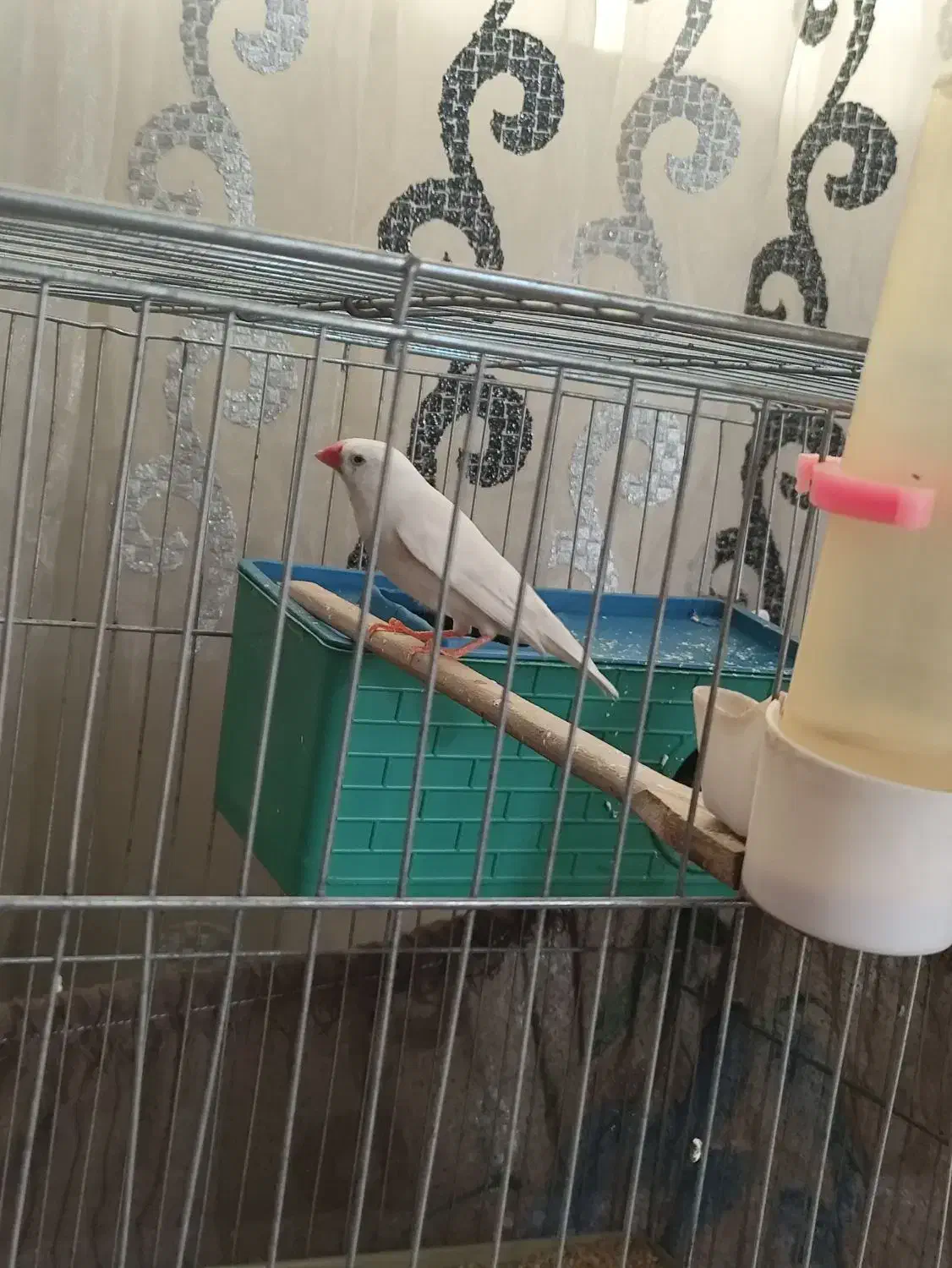 فنچ|پرنده|هشتگرد, تهران دشت|دیوار