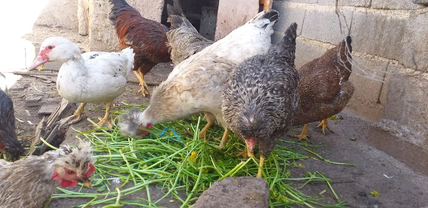 مرغ|حیوانات مزرعه|شیروان (خراسان), |دیوار