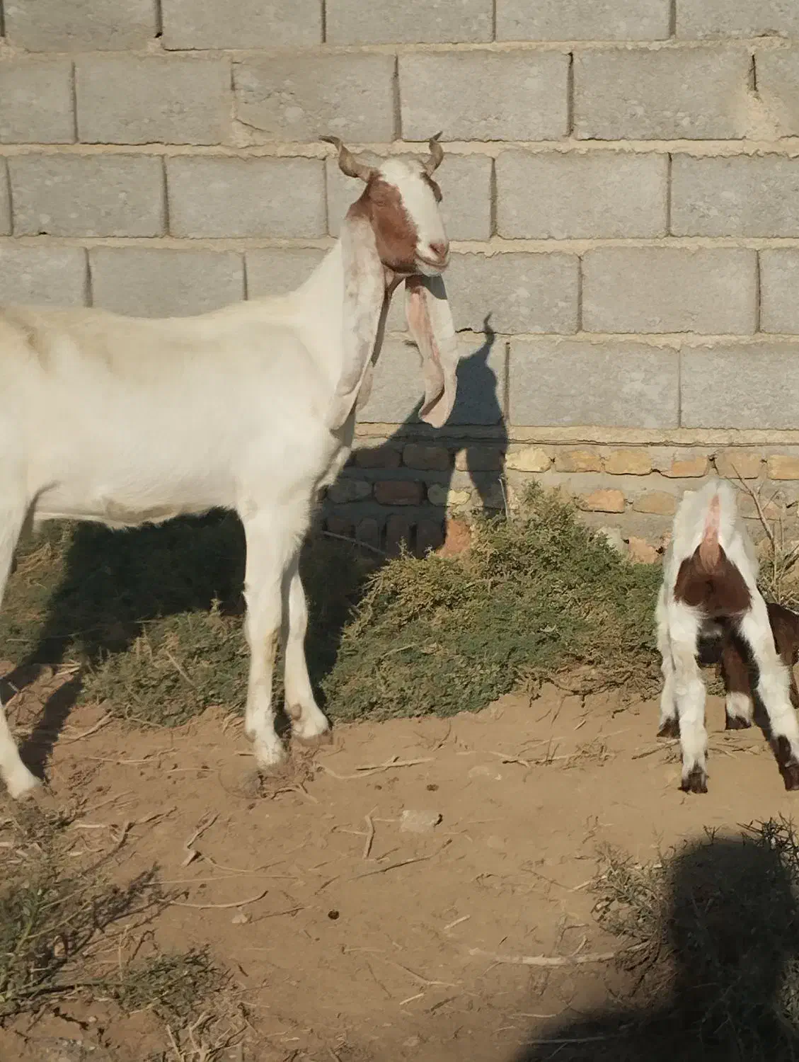 بز پاکستانی|حیوانات مزرعه|انبارآلوم, |دیوار