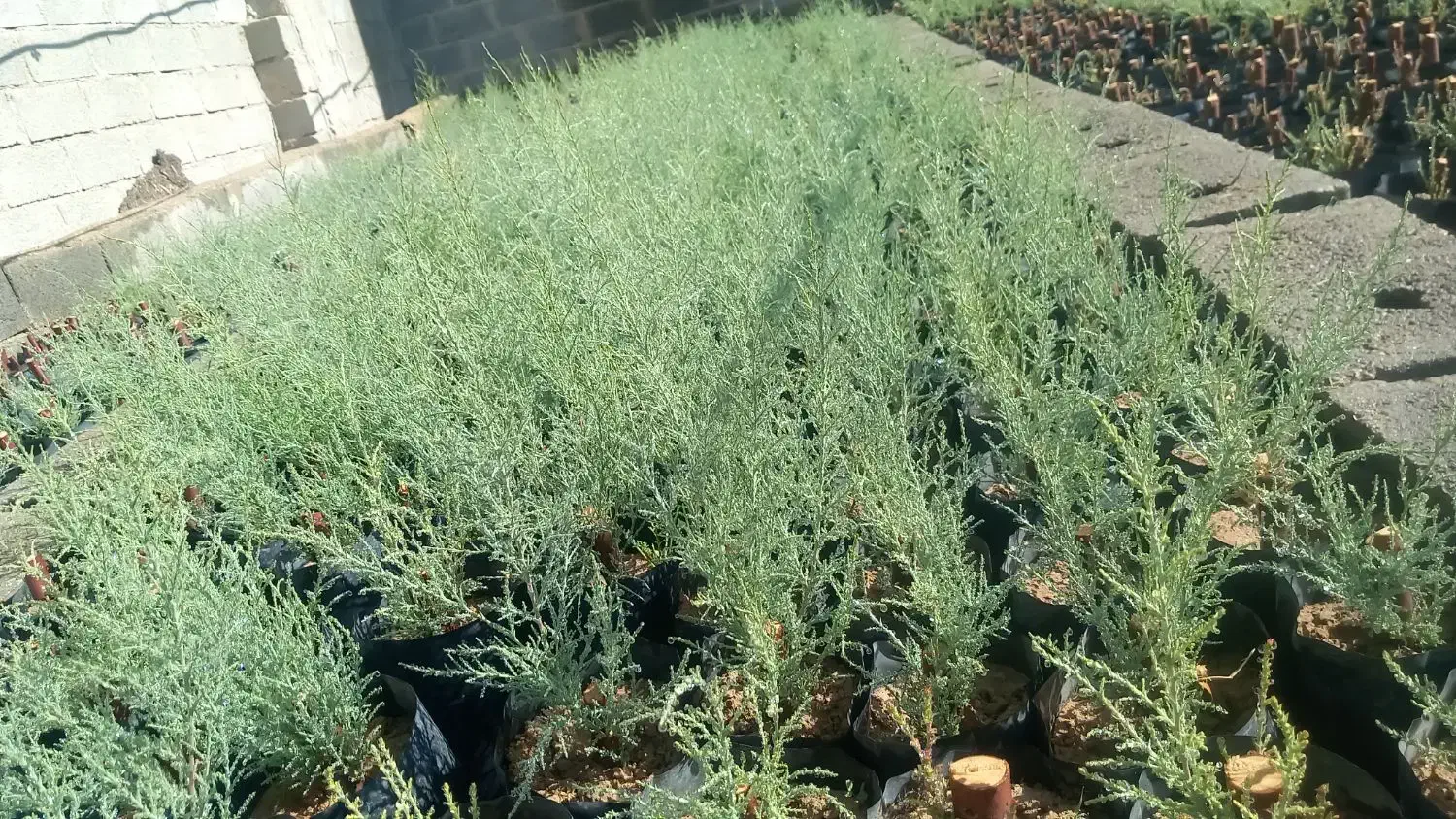 فروش و پیش فروش نهال گز شاهی|خدمات باغبانی و درختکاری|شیراز, کوشک بیدک|دیوار