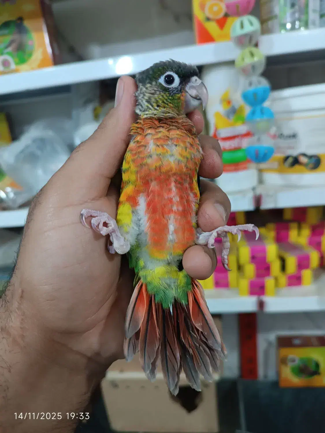 راهب خورشیدی ناندی کانور گرینچیک جوجه سرلاکی|پرنده|اهواز, شریعتی جنوبی|دیوار