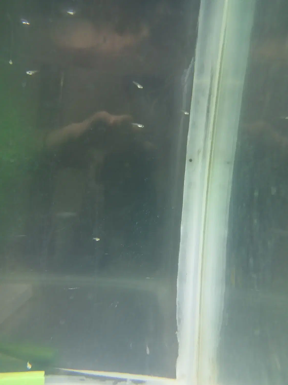 بچه ماهی گوپی|ماهی|قیدار, |دیوار