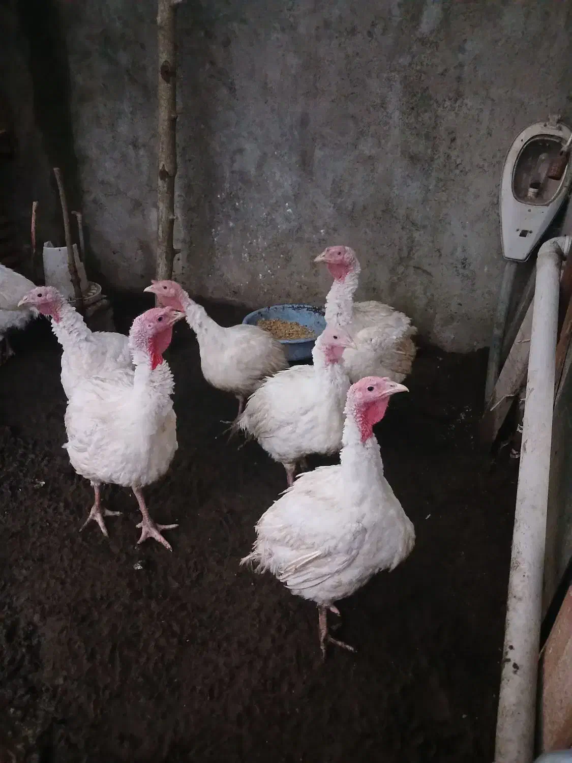 فروش بوقلمون بیوتی و برنز و مرغ|حیوانات مزرعه|کیاشهر, |دیوار