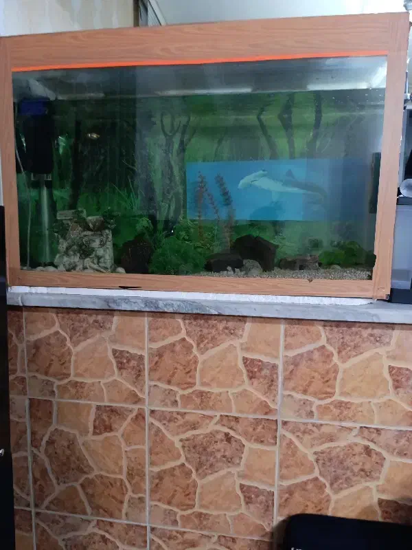 اکواریوم|ماهی|اسفرورین, |دیوار