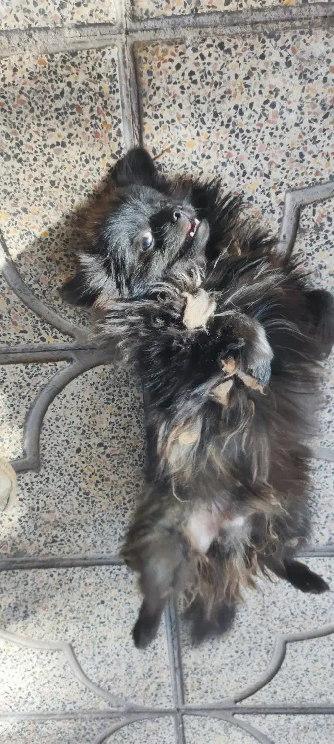 سگ پامرین|سگ|بم, |دیوار