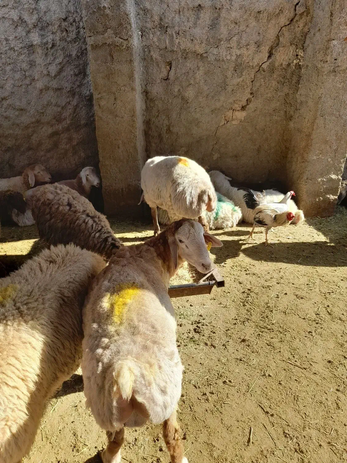 گوسفند زنده مغان افشار با قصاب مجرب شبانه روزی|حیوانات مزرعه|وحیدیه, |دیوار