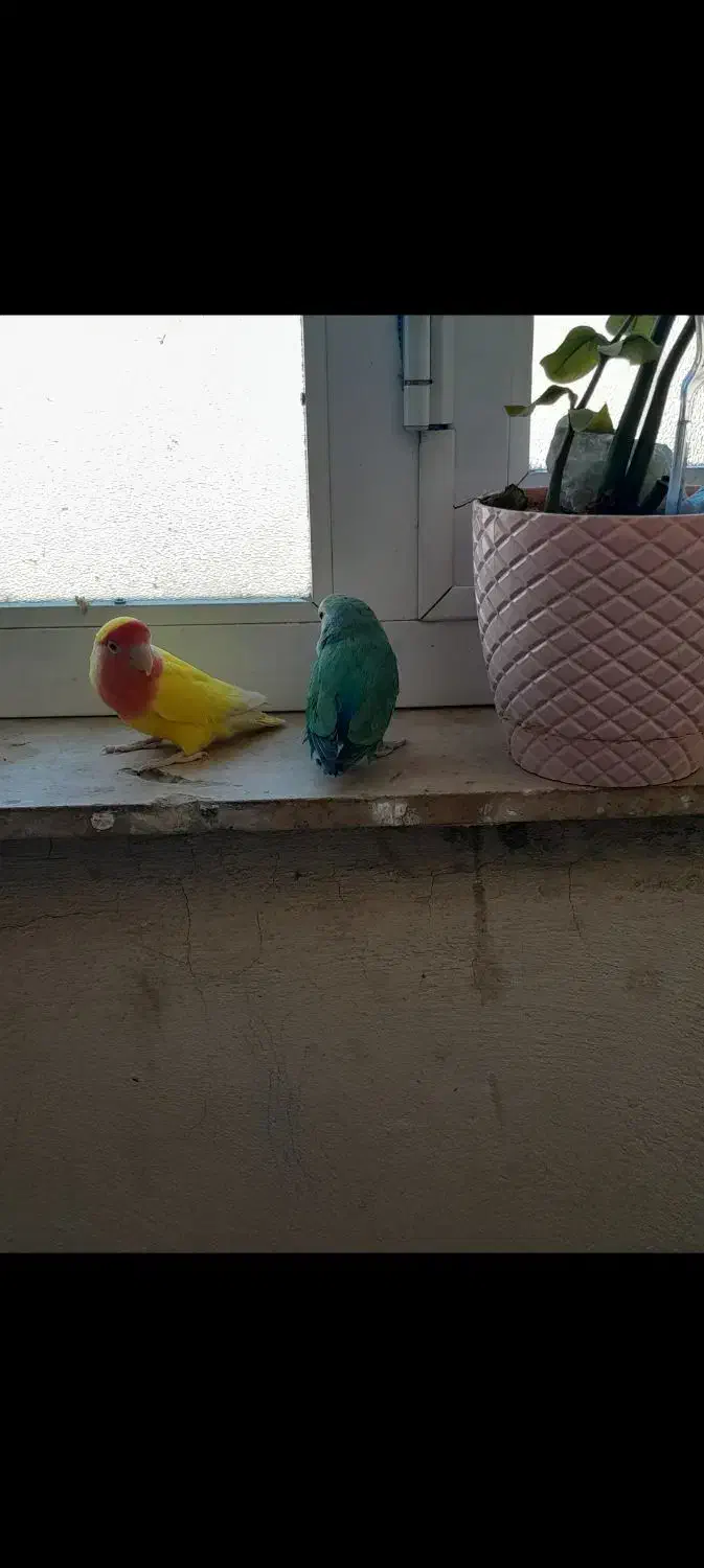 طوطی برزیلی|پرنده|الیگودرز, |دیوار