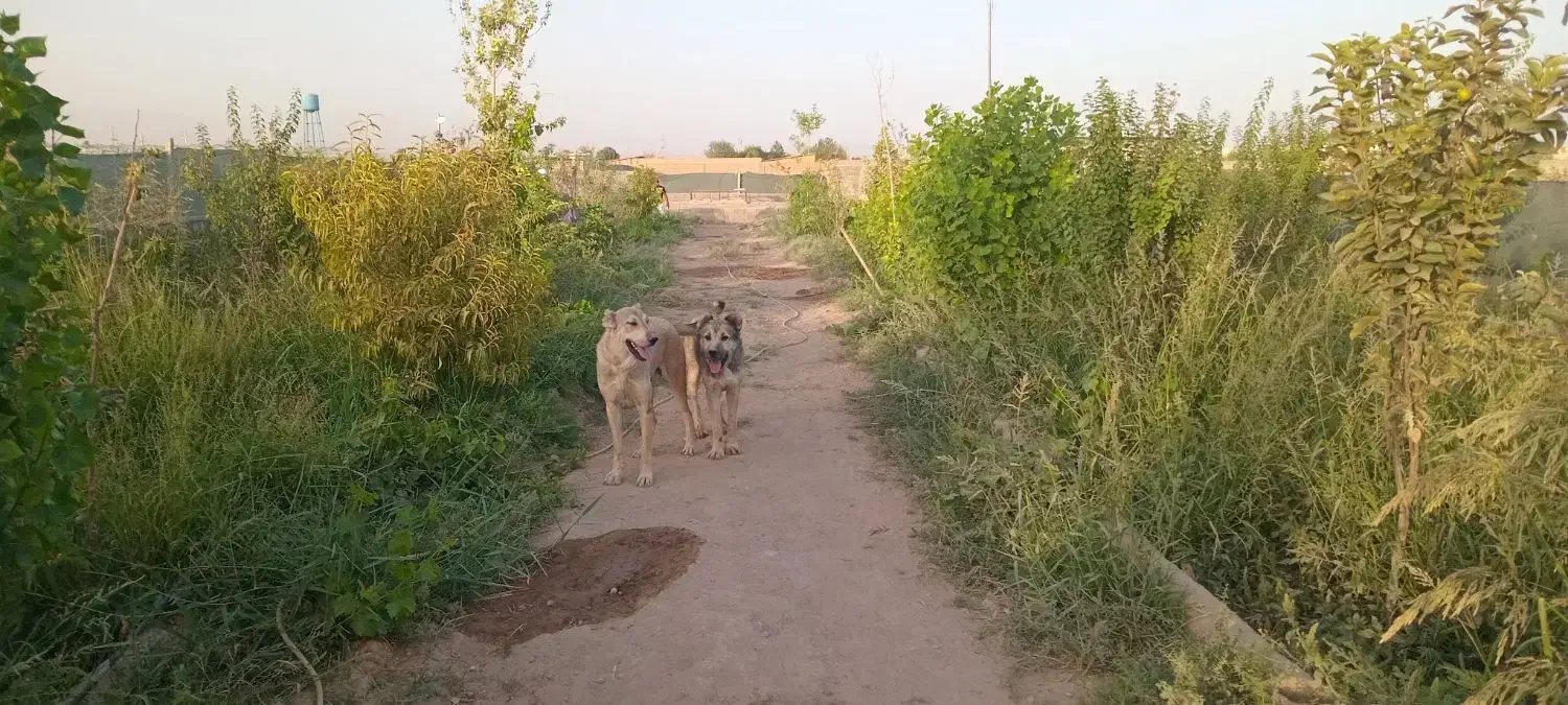 واگذاری سگ|سگ|تهران, مشیریه|دیوار