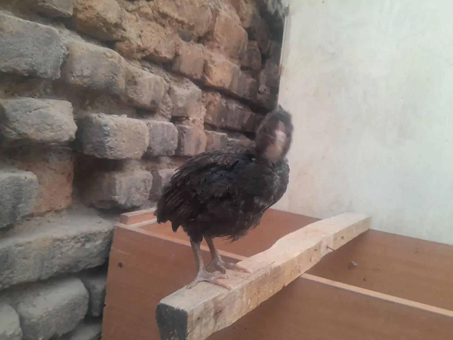 جوجه محلی گلپایگان واکسن خورده یکماه|حیوانات مزرعه|ملارد, |دیوار