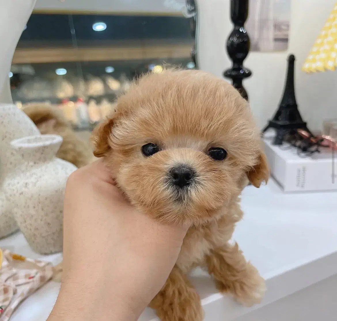 مالتیپوو|سگ|تهران, صادقیه|دیوار