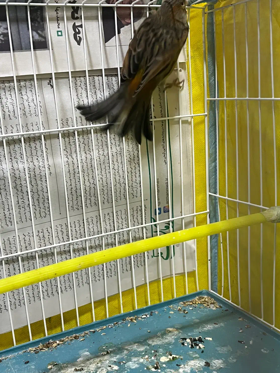 قناری|پرنده|رشت, سعدی (تختی)|دیوار