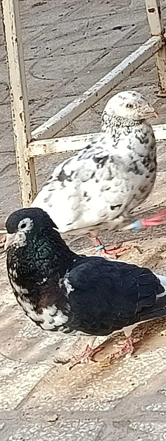 کفترا پرشی جفتگا هستن  فروشی|پرنده|سبزوار, امیر کبیر|دیوار