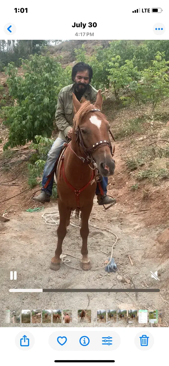 اسب|حیوانات مزرعه|فشم, |دیوار