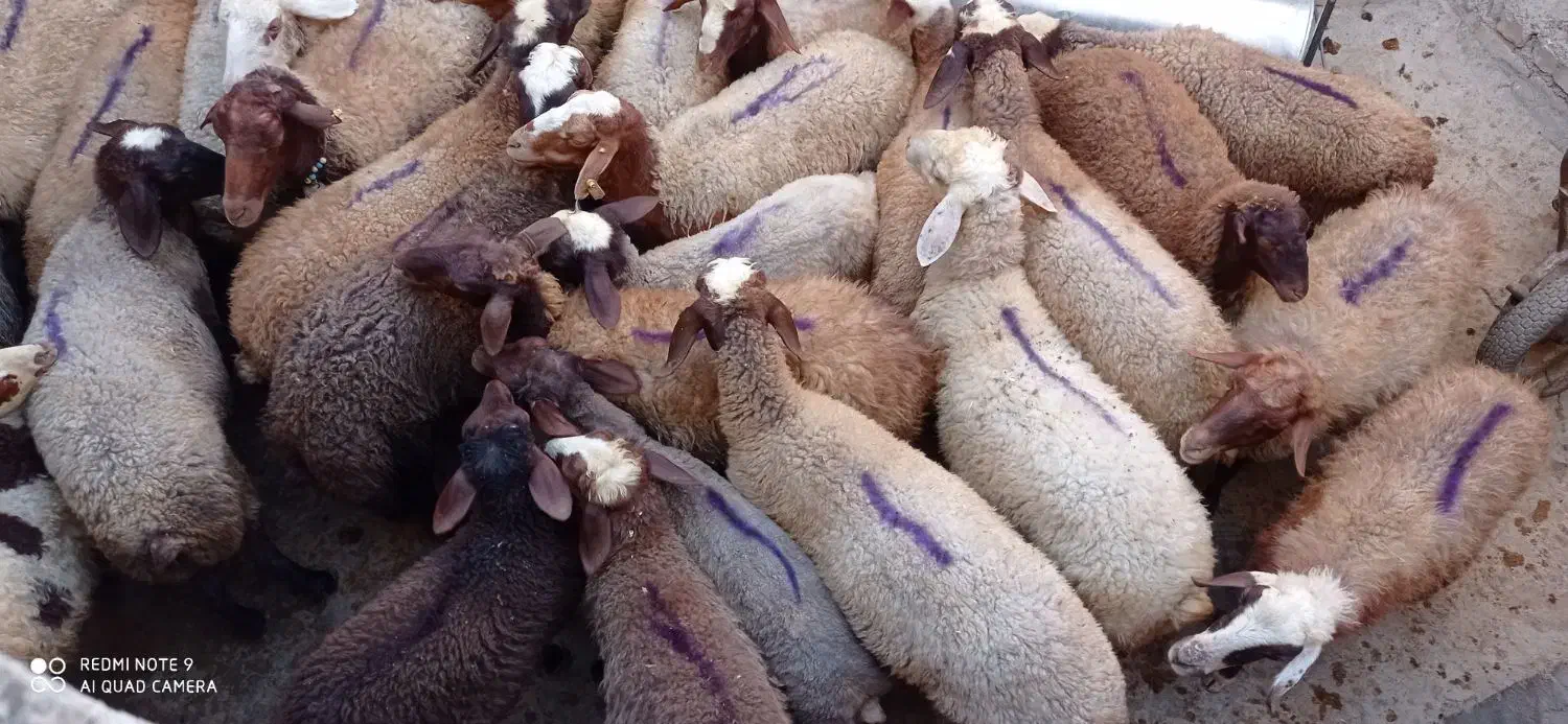 گوسفند و شیشک فروشی|حیوانات مزرعه|باوله, |دیوار