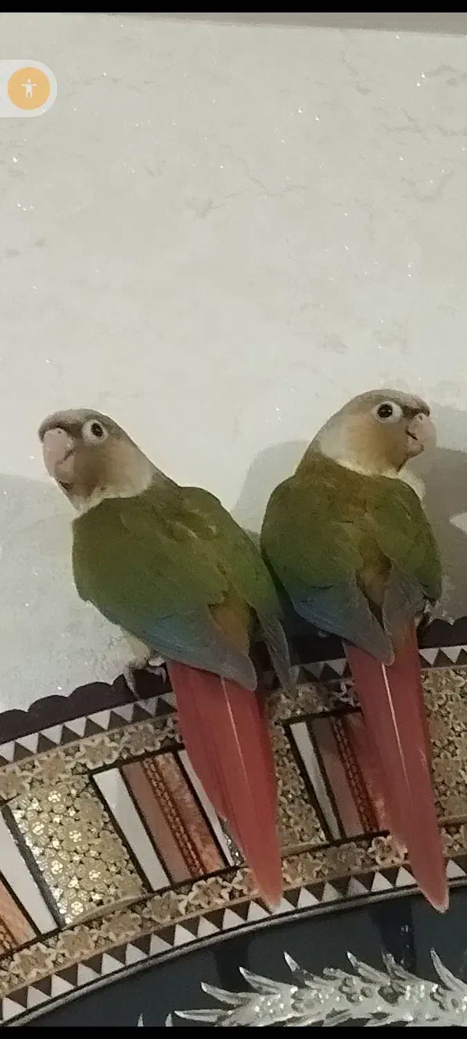 طوطی گرینچیک|پرنده|الوند, |دیوار