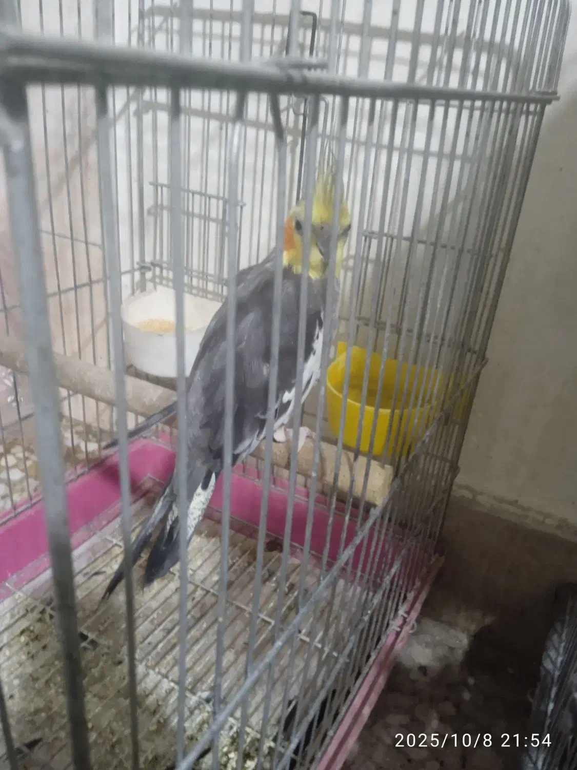 فروش عروس هلندی|پرنده|ری, حمزهآباد|دیوار