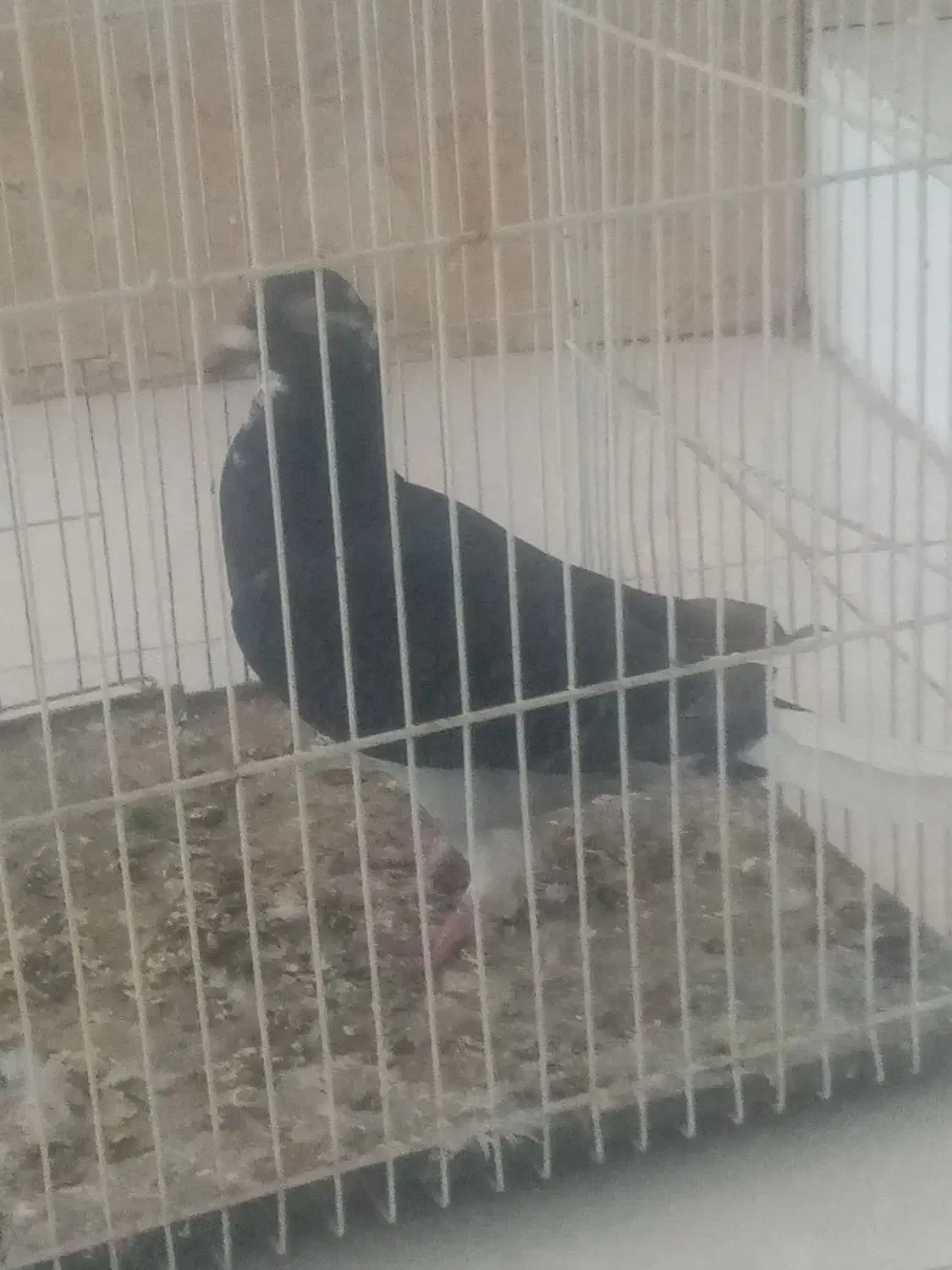 آلمانی دم سفید|پرنده|تربتحیدریه, رضاشهر|دیوار