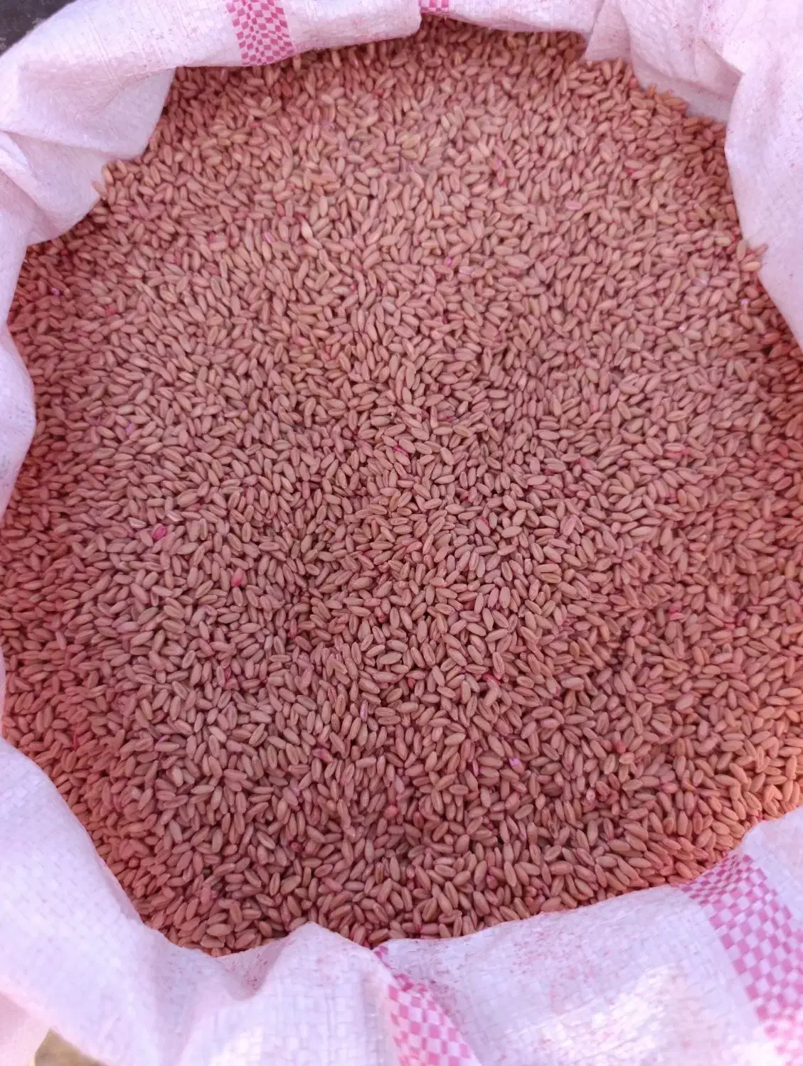 گندم بذری آذر۲|خدمات باغبانی و درختکاری|کوزران, |دیوار