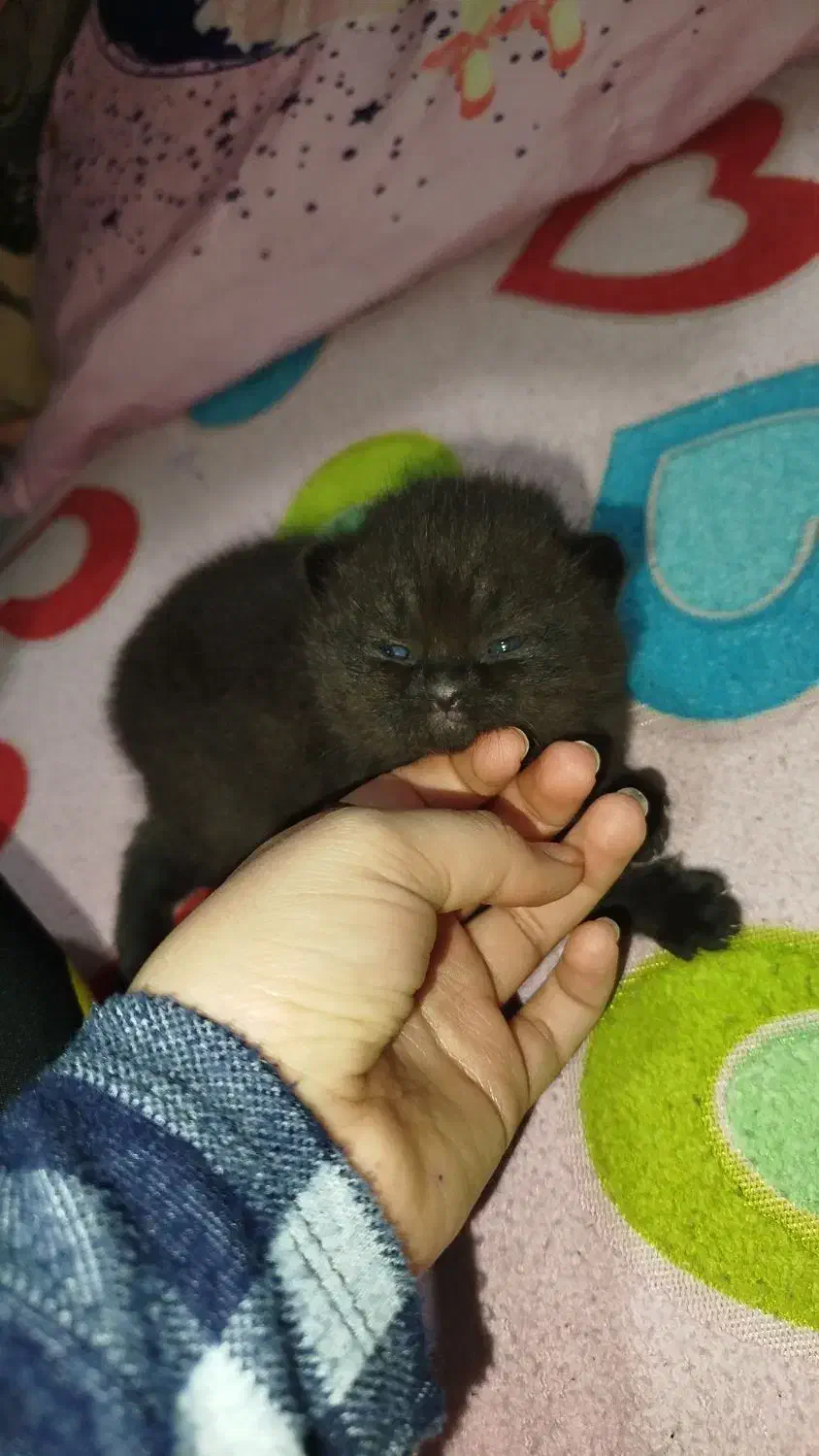 گربه|گربه|بندر ماهشهر, |دیوار