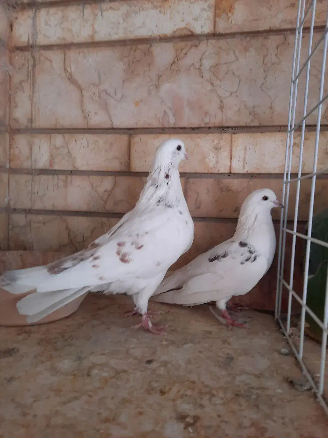 نر و ماده تهرانی|پرنده|شیراز, آزادگان|دیوار