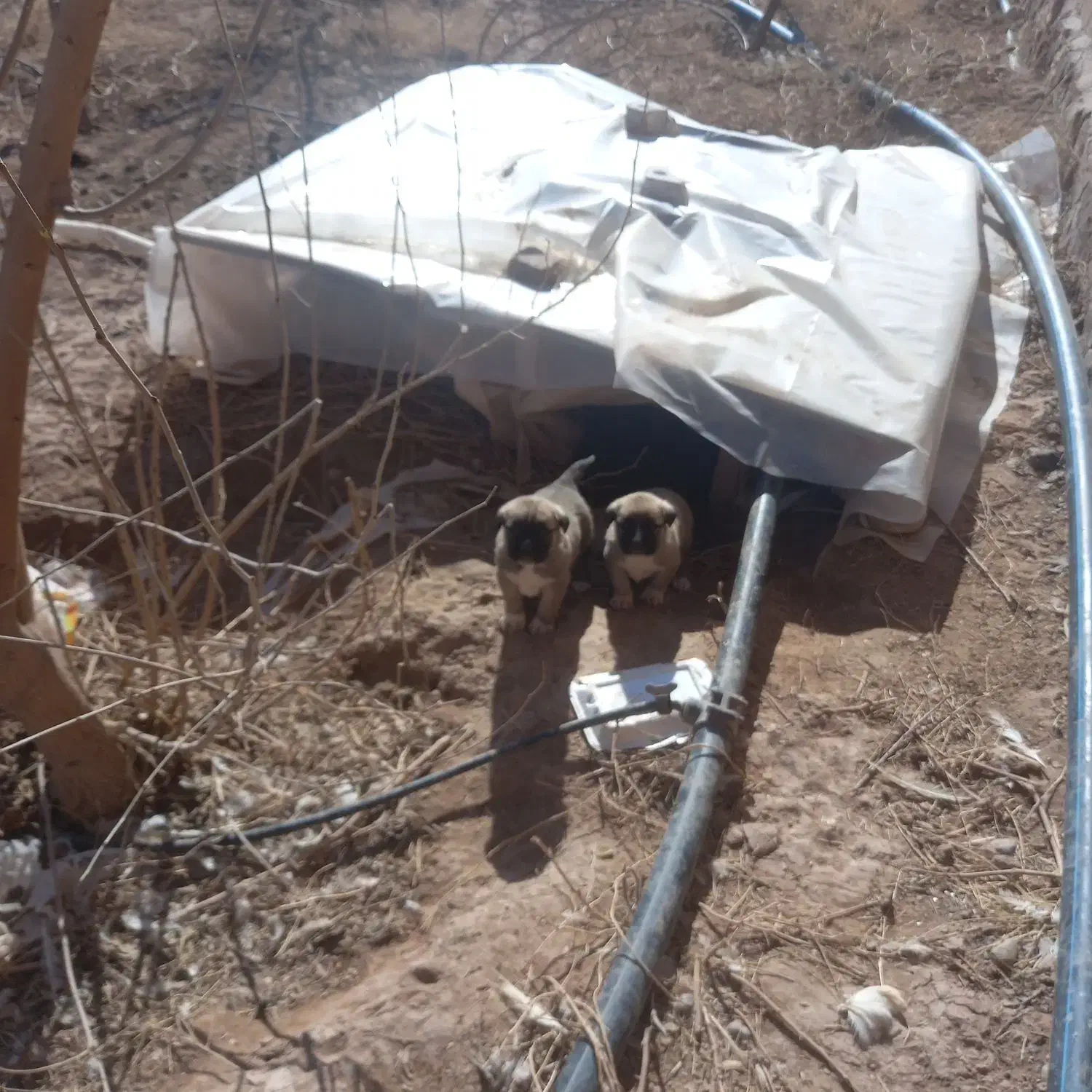 توله سگ سرابی|سگ|طرقبه, |دیوار