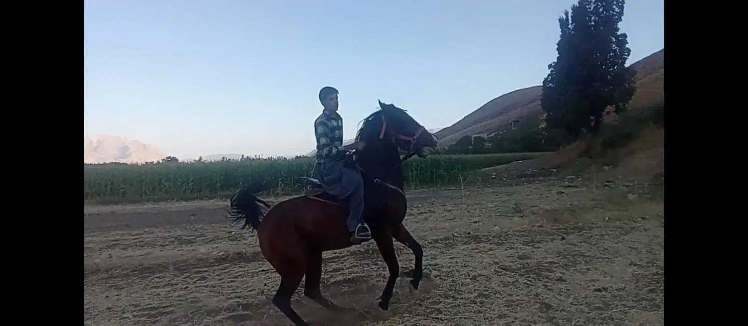 مادیون گم شده|اسب و تجهیزات اسبسواری|فارسان, |دیوار