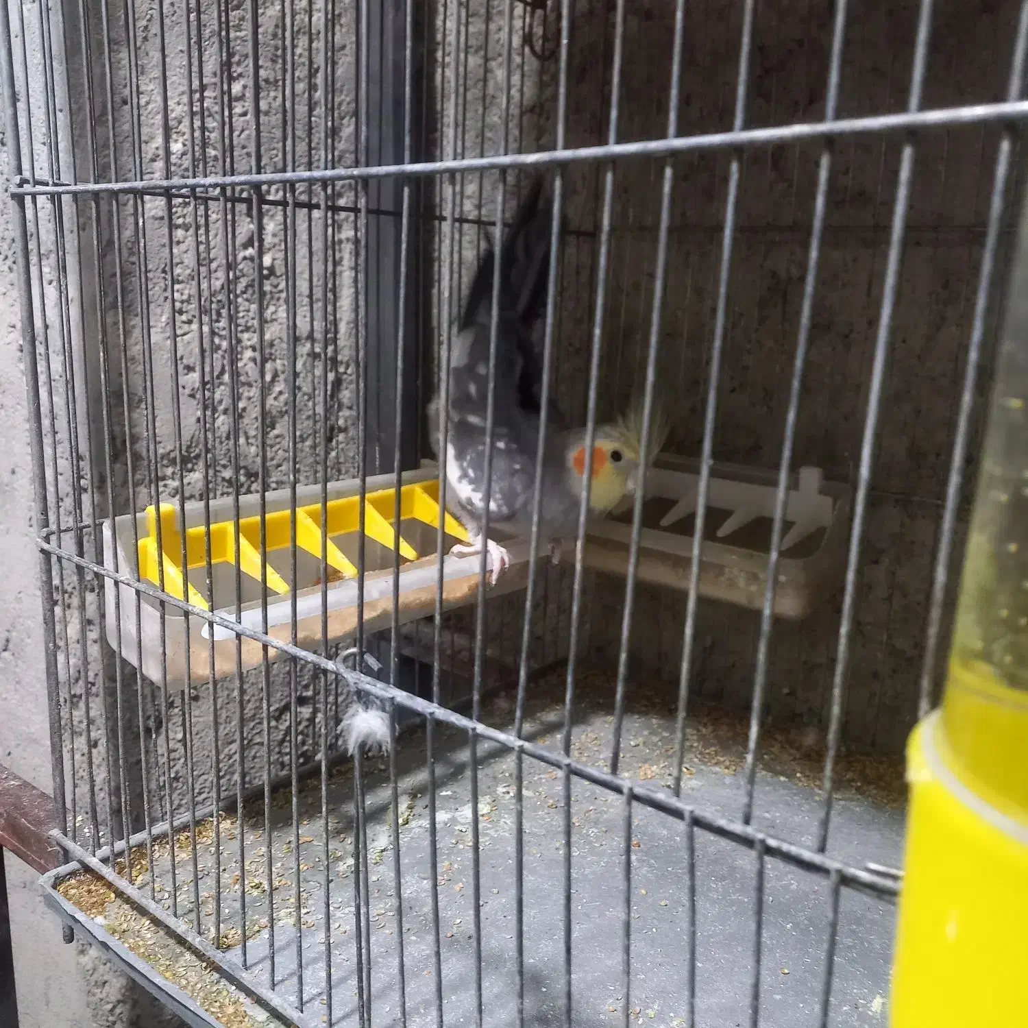 عروس هلندی ومرغ عشق انگلیسی|پرنده|دهگلان, |دیوار