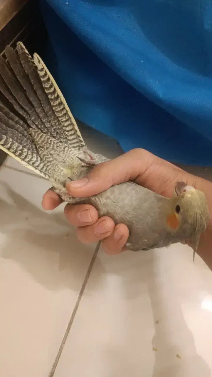 ۵عدد عروس هلندی دستی و ریزه خون|پرنده|شاهینشهر, گزبرخوار|دیوار