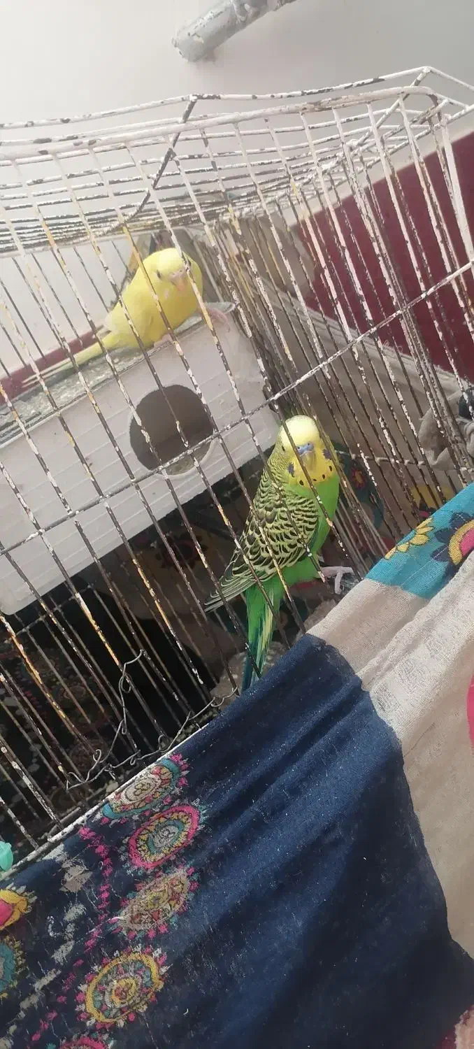 مرغ عشق|پرنده|تایباد, |دیوار