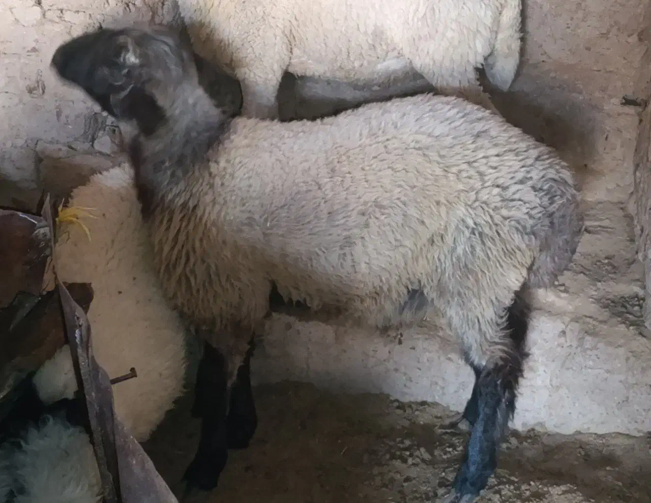 بز و بره سه عدد|حیوانات مزرعه|اسفیچ, |دیوار