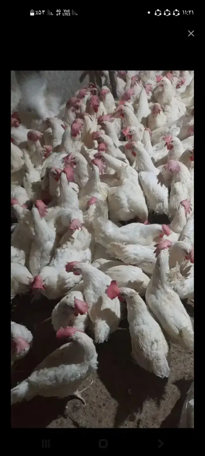 مرغ|حیوانات مزرعه|خوی, |دیوار