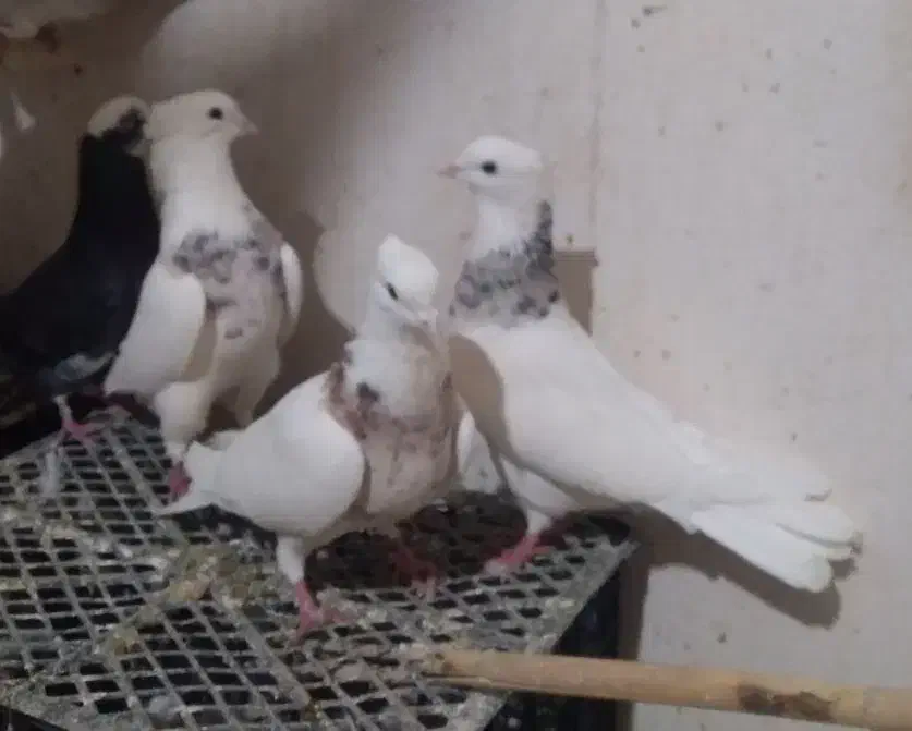 ۳۵عدد کفتر خوب غریب|پرنده|کوهدشت, |دیوار