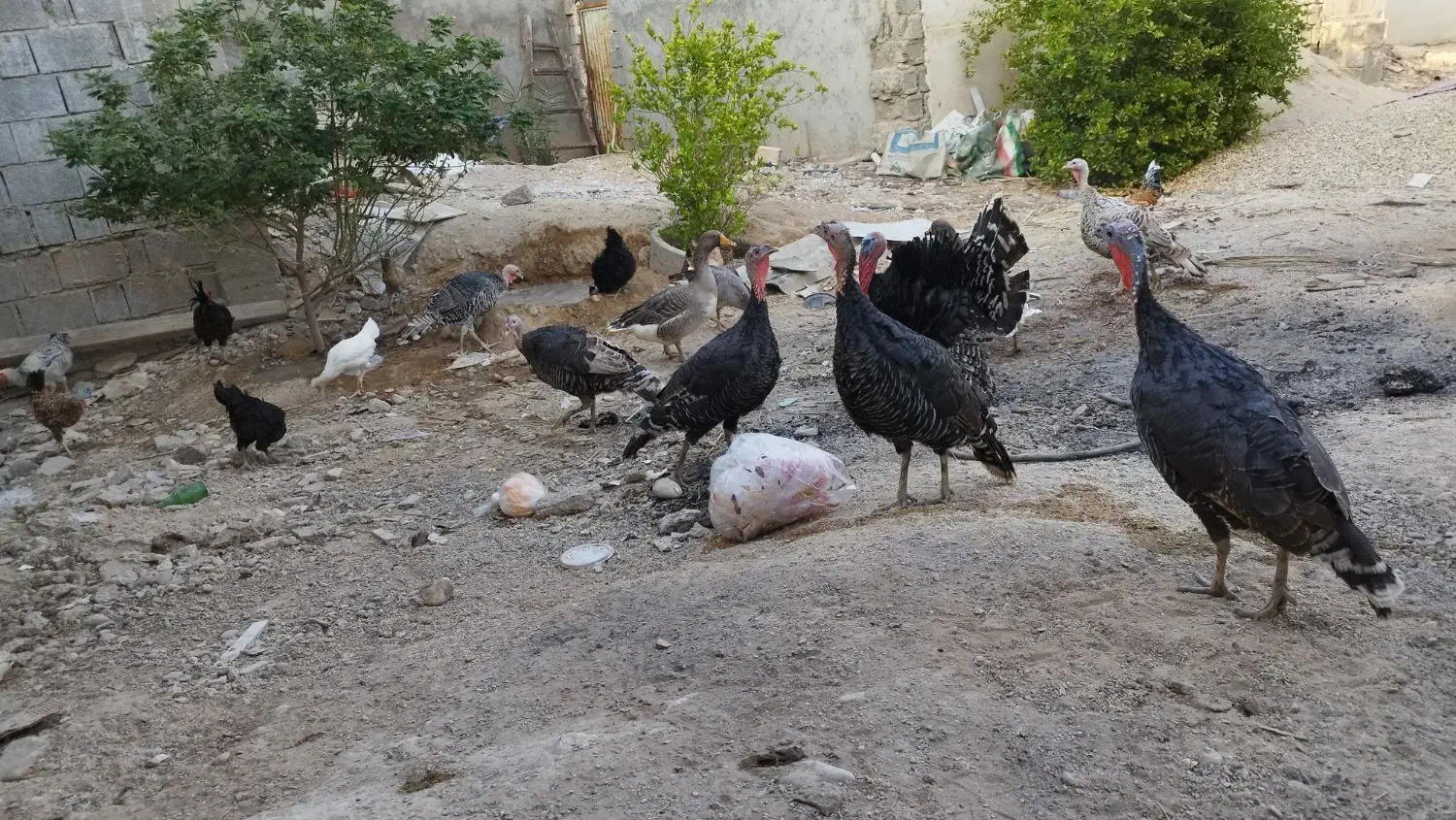 بوقلمون|حیوانات مزرعه|آبپخش, |دیوار