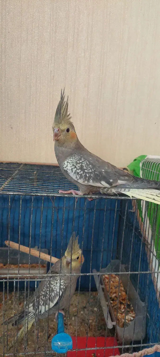 عروس ومرغ عشق|پرنده|اصفهان, جلالیه|دیوار