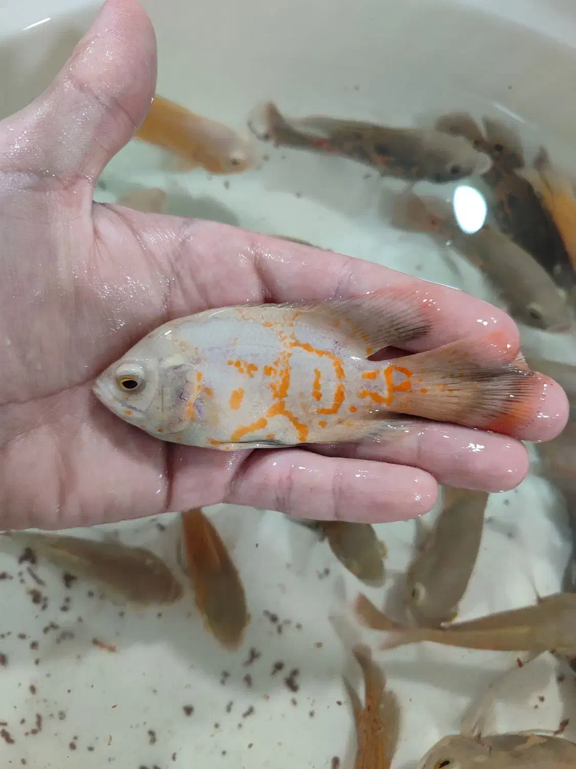 اسکار خوشرنگ|ماهی|مشهد, دوست آباد|دیوار