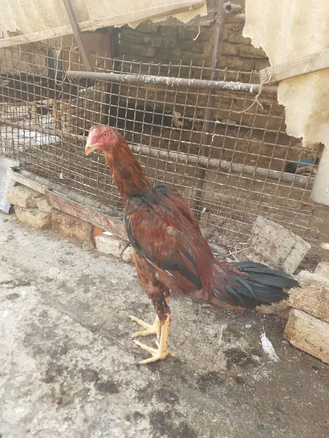 جوجه لاری اصیل نژاد افقان وترک|حیوانات مزرعه|پاکدشت, خاتون آباد|دیوار