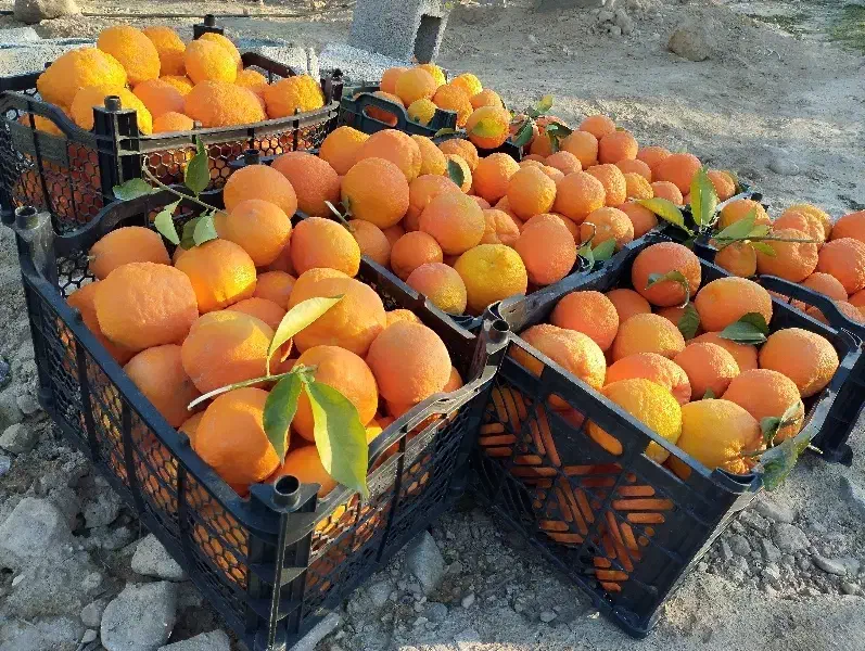 فروش نارنج در باغ|خوردنی و آشامیدنی|داراب, |دیوار