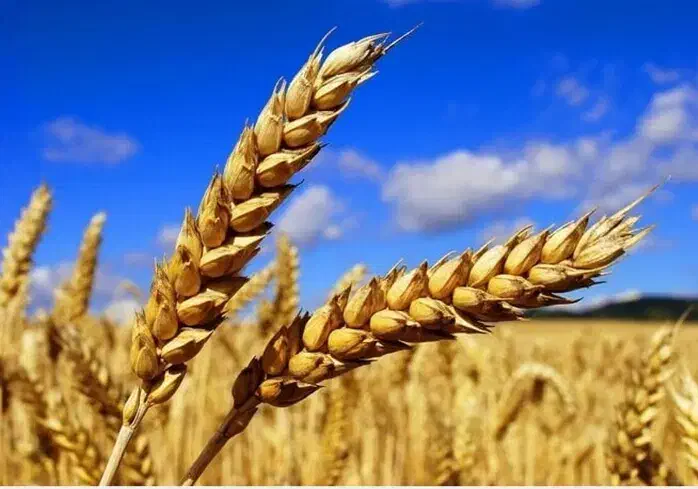 تحقیقات سرمایه تان ۷۰۰ برابر|فعالیت داوطلبانه تحقیقاتی|اردبیل, |دیوار