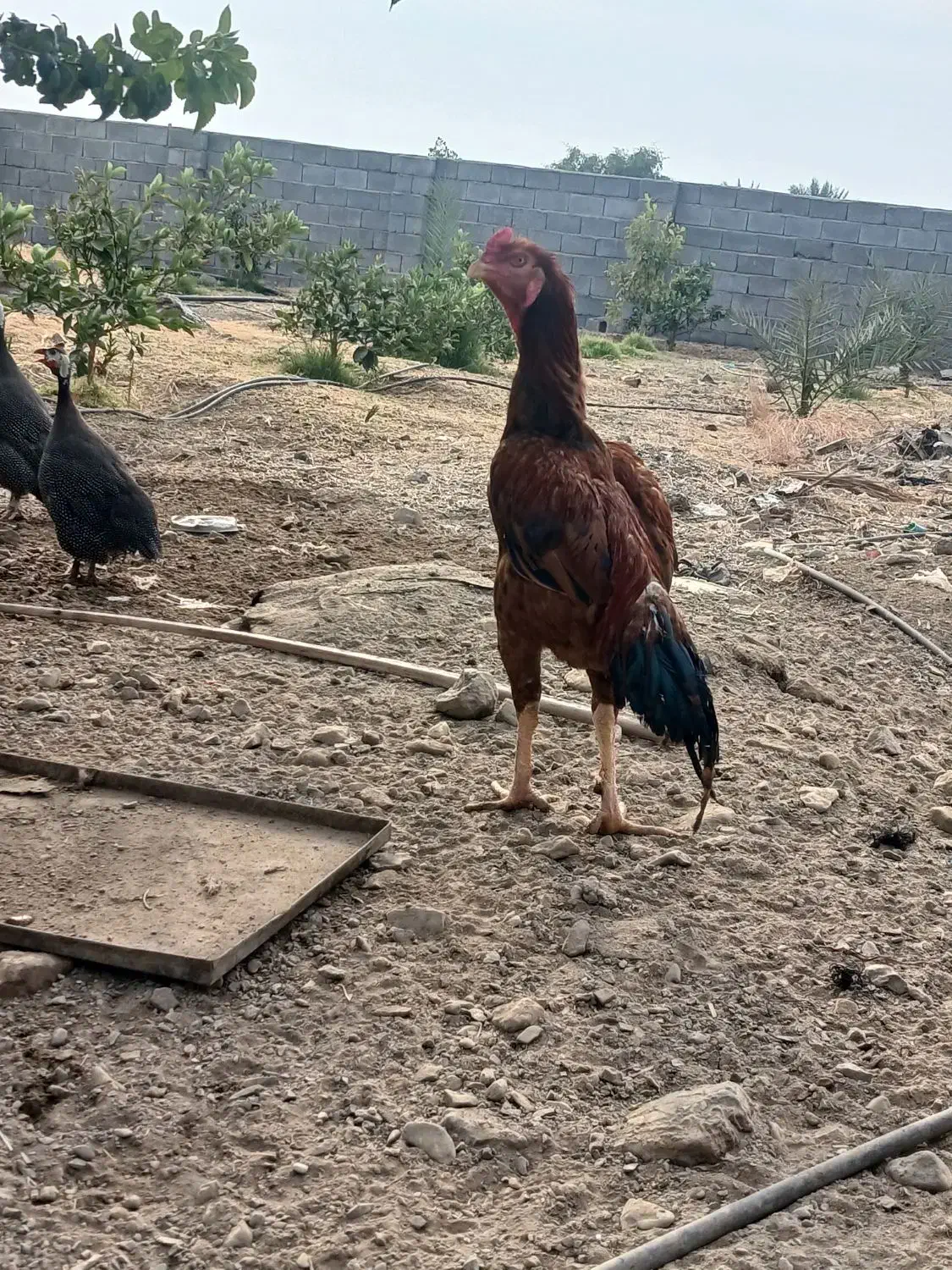 خروس لاری افغان|حیوانات مزرعه|بلوک, |دیوار