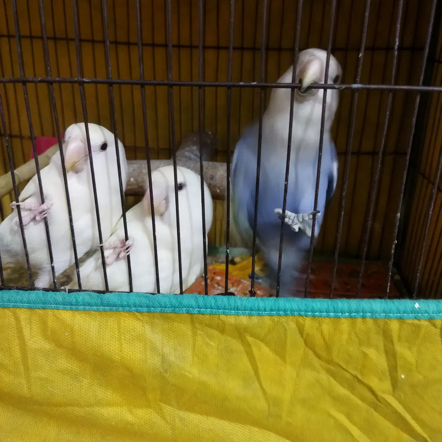 کوتوله نیمه دستی|پرنده|قم, ولیعصر|دیوار