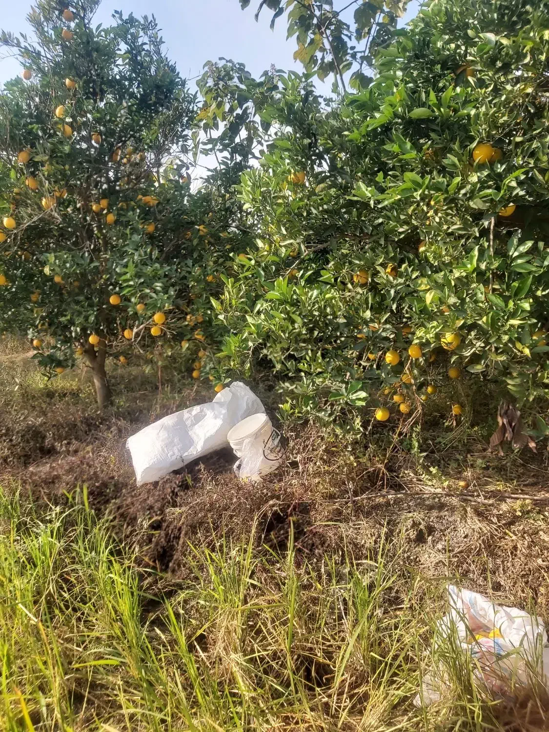 خرید فروش مرکبات پرتغال نارنگی عمده قیمت مناسب|خوردنی و آشامیدنی|هادی شهر, |دیوار