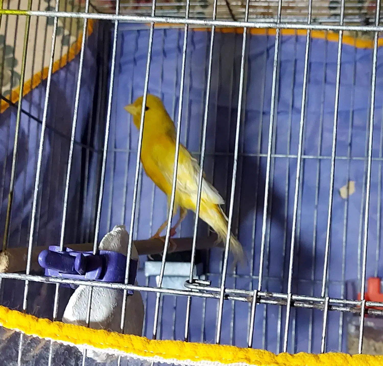 قناری ماده لیمویی|پرنده|کرمان, |دیوار