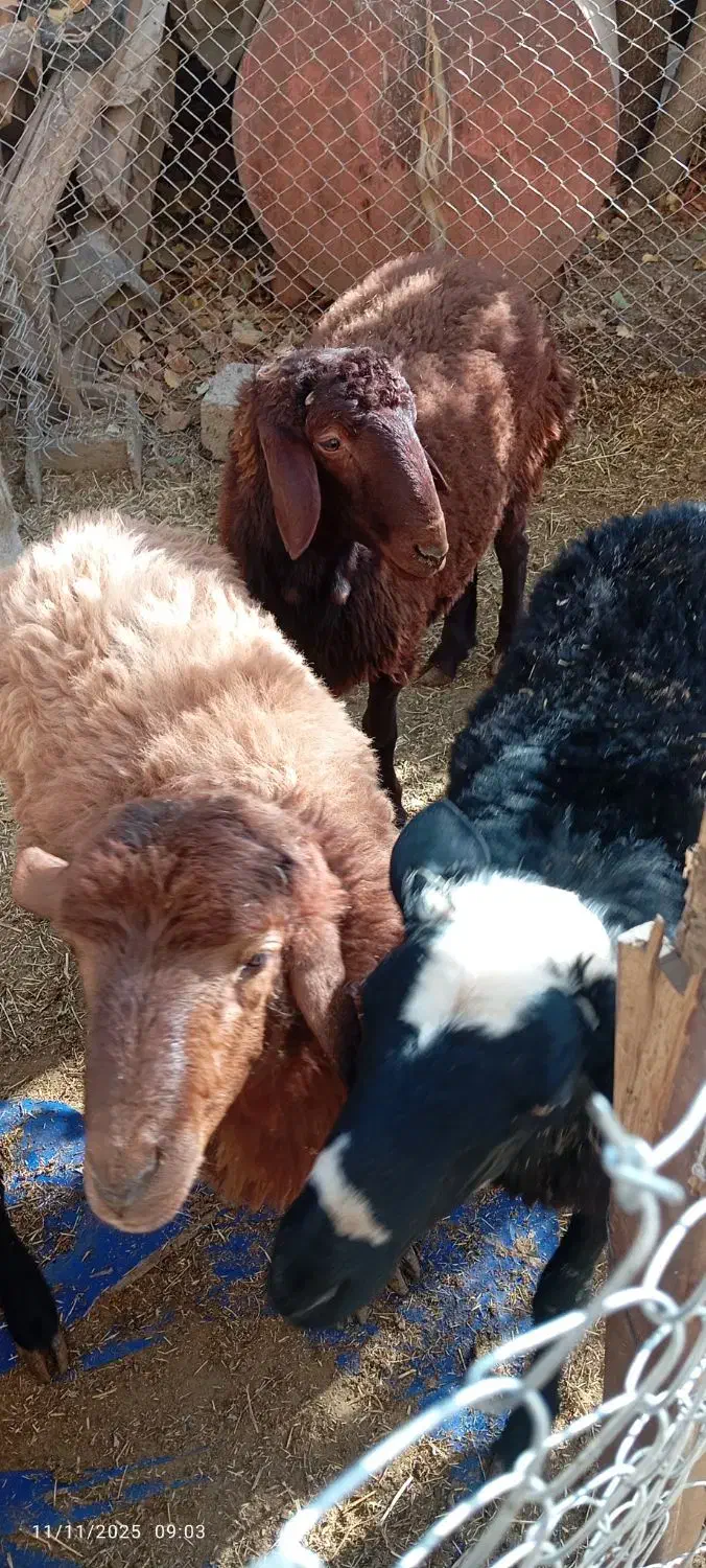 فروش بره|حیوانات مزرعه|فریدونشهر, |دیوار